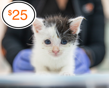 You Can Help Save Animals Today ASPCA